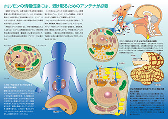 メディカルイラスト「ホルモンの情報伝達」大