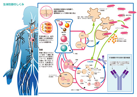メディカルイラスト「生体防御のしくみ」大