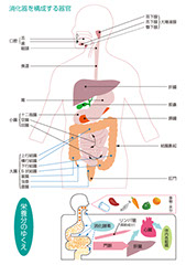 消化器を構成する器官のメディカルイラスト大