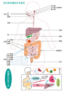 消化器を構成する器官のメディカルイラスト大