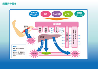メディカルイラスト「栄養素の働き」大