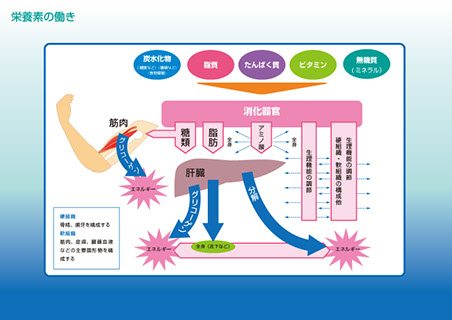 メディカルイラスト「栄養素の働き」大