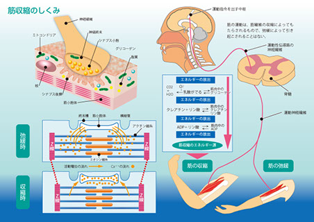 メディカルイラスト「筋収縮のしくみ」大